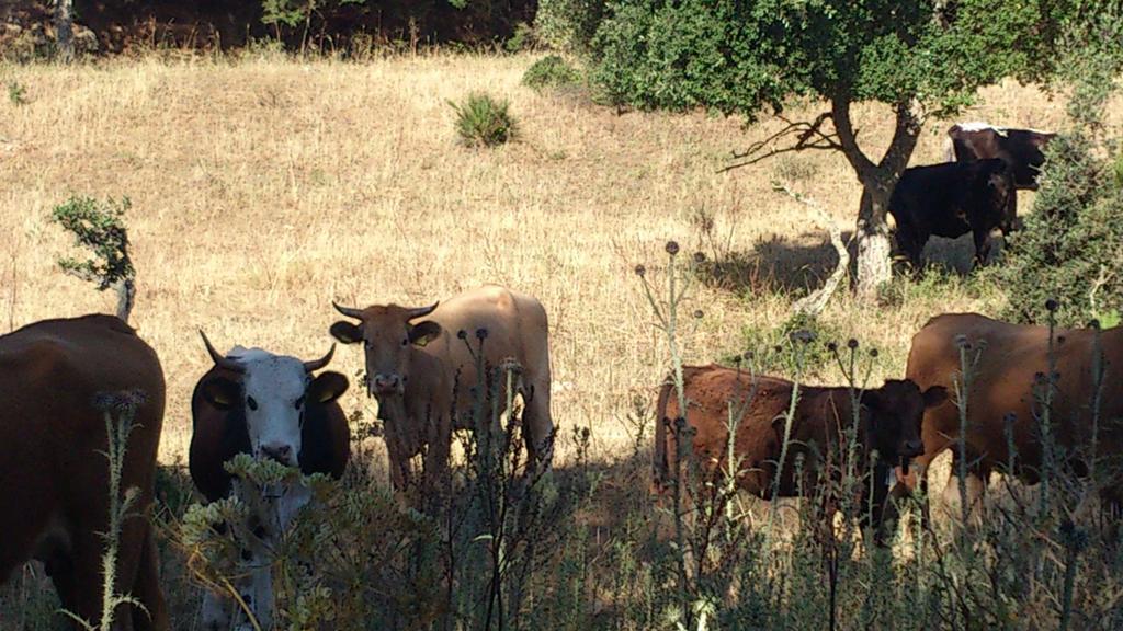 Riserva Del Noce Caltagirone Luaran gambar